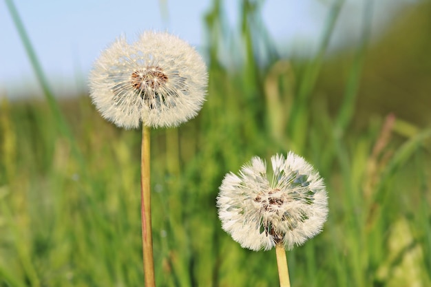 Close-up van paardenbloemen tegen een wazige achtergrond
