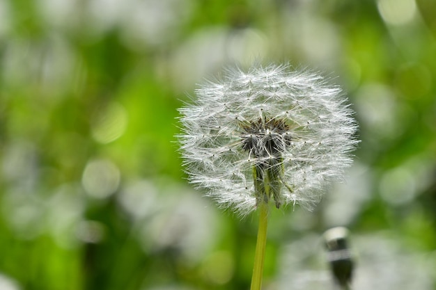 Close-up van paardenbloemzaadjes