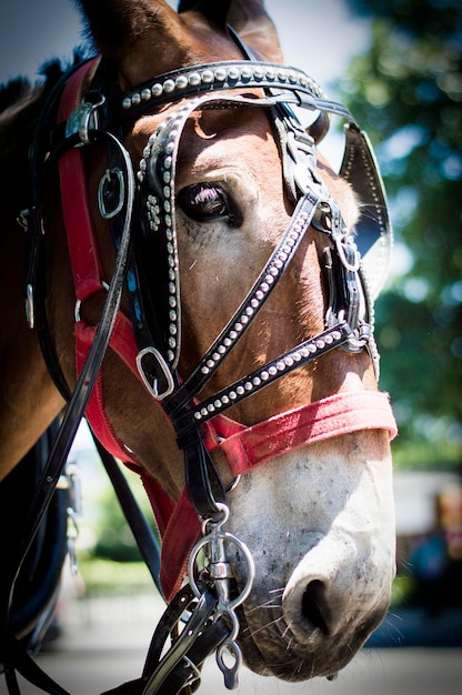 Foto close-up van paardenhoofd