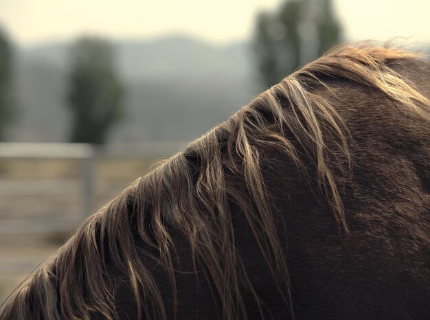 Foto close-up van paardenmanen