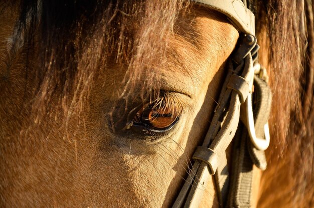 Close-up van paardenoog