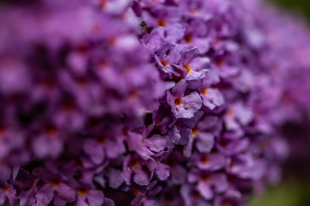 Close-up van paars bloeiende plant