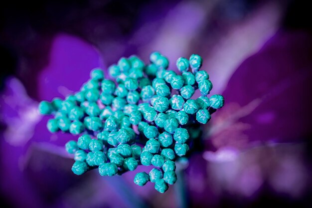 Close-up van paarse bessen op de plant