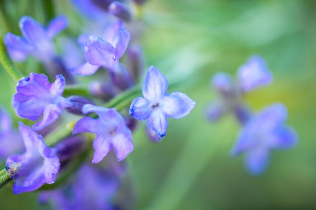 Foto close-up van paarse blauwe bloemen