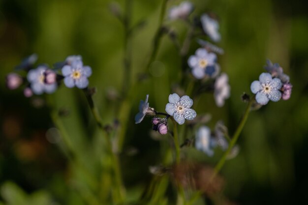 Foto close-up van paarse bloeiende plant myosotis