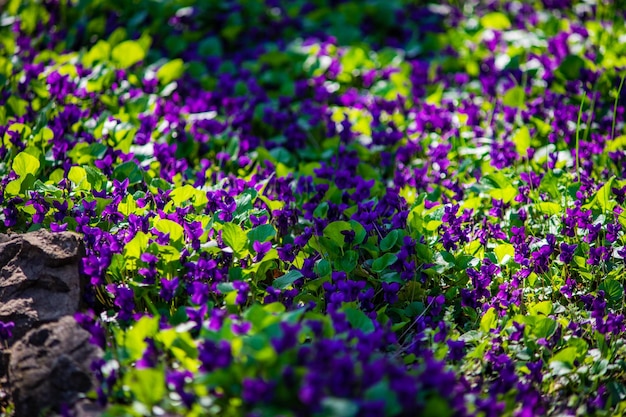 Foto close-up van paarse bloeiende planten die op het veld groeien