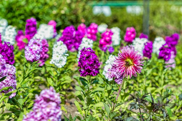 Foto close-up van paarse bloeiende planten in een park