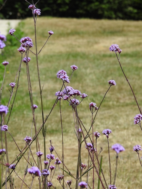 Foto close-up van paarse bloeiende planten op het land