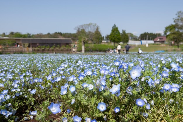 Foto close-up van paarse bloeiende planten op het veld tegenover helderblauwe skynemophila