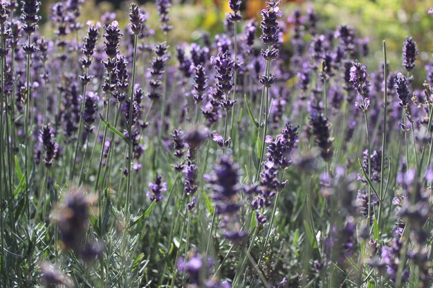 Foto close-up van paarse bloeiende planten op het veld