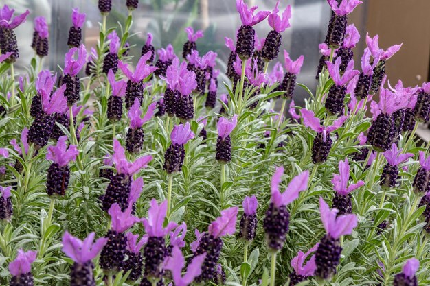 Foto close-up van paarse bloeiende planten op het veld