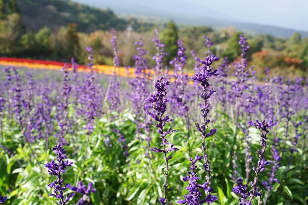 Foto close-up van paarse bloeiende planten op het veld