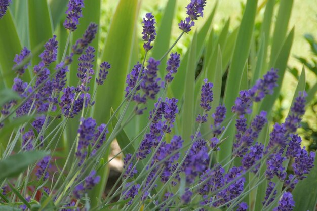 Foto close-up van paarse bloeiende planten op het veld