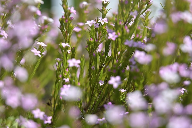 Foto close-up van paarse bloeiende planten op het veld