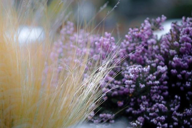 Close-up van paarse bloeiende planten op het veld