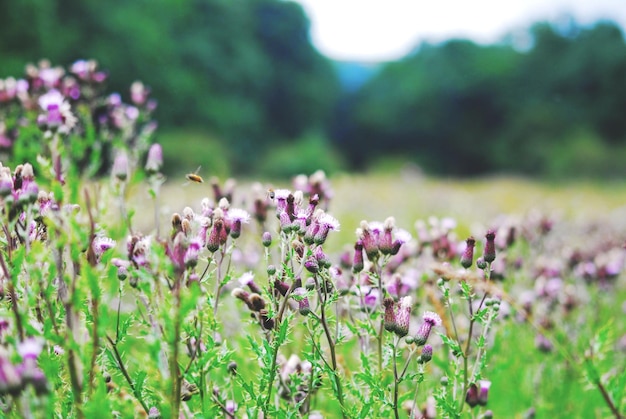Close-up van paarse bloeiende planten op het veld