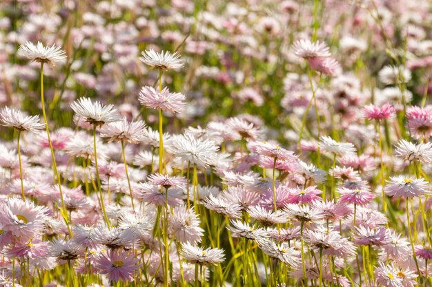 Foto close-up van paarse bloeiende planten op het veld