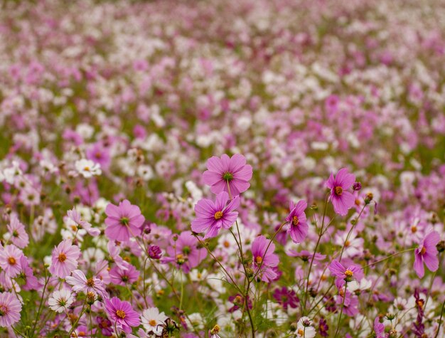Foto close-up van paarse bloeiende planten op het veld