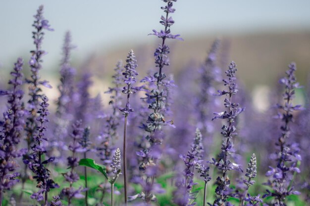 Foto close-up van paarse bloeiende planten op het veld