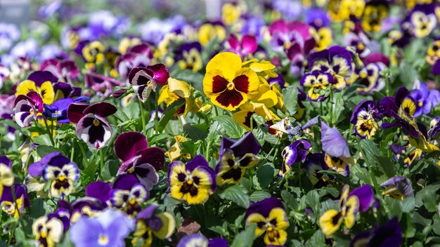 Foto close-up van paarse bloeiende planten op het veld