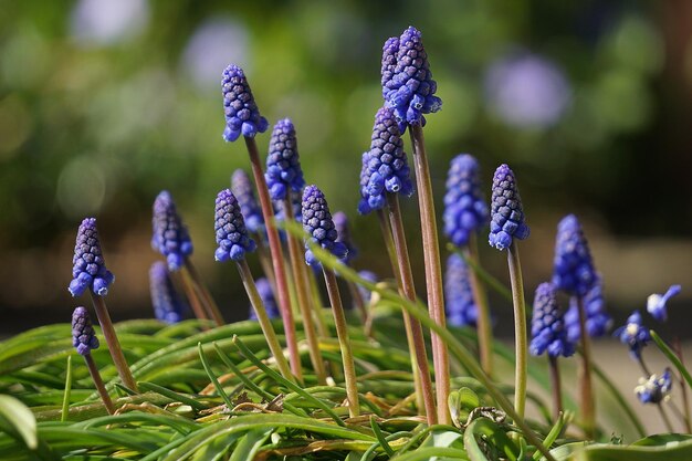 Foto close-up van paarse bloeiende planten op het veld