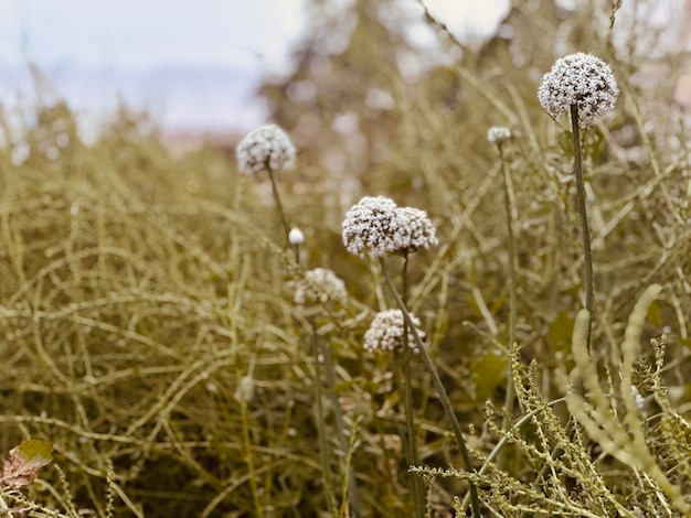 Close-up van paarse bloeiende planten op het veld