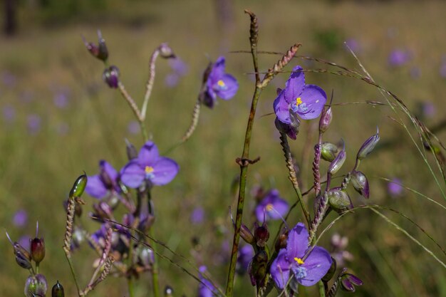 Foto close-up van paarse bloeiende planten op het veld