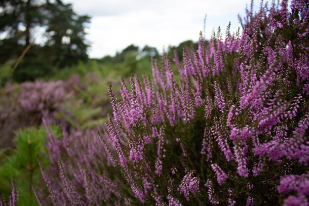 Close-up van paarse bloeiende planten op het veld