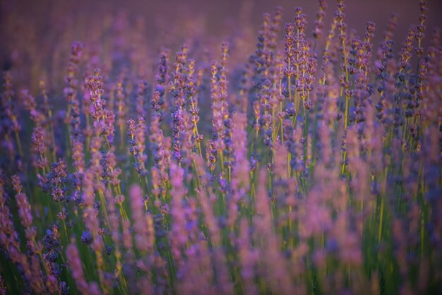 Close-up van paarse bloeiende planten op het veld