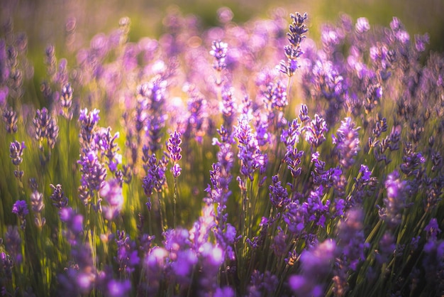 Foto close-up van paarse bloeiende planten op het veld