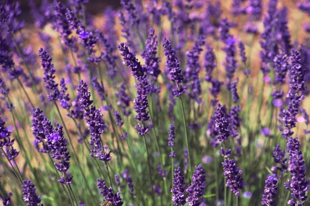 Foto close-up van paarse bloeiende planten op het veld