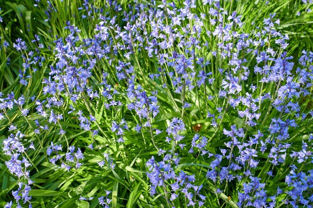 Foto close-up van paarse bloeiende planten op het veld