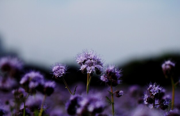 Foto close-up van paarse bloeiende planten tegen de lucht