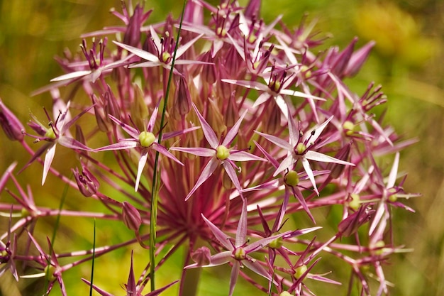 Foto close-up van paarse bloeiende planten