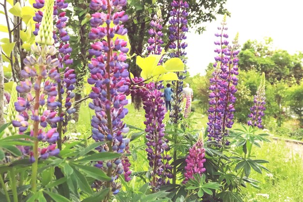 Foto close-up van paarse bloeiende planten