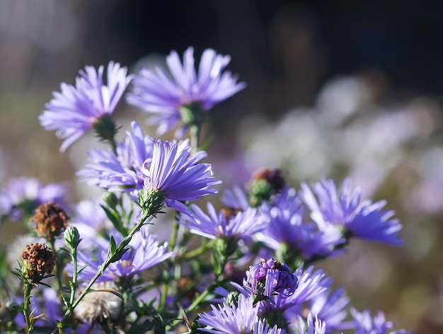 Foto close-up van paarse bloeiende planten