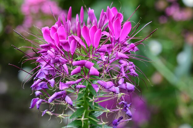 Foto close-up van paarse bloeiende planten