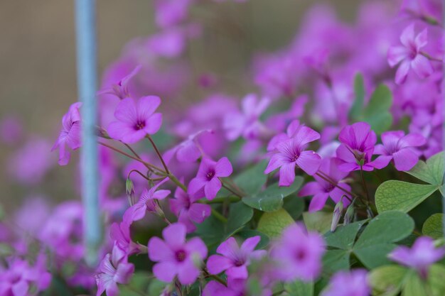 Foto close-up van paarse bloeiende planten