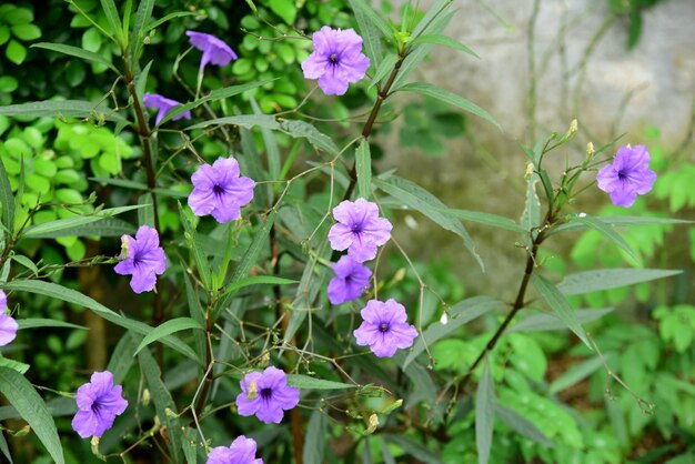 Foto close-up van paarse bloeiende planten