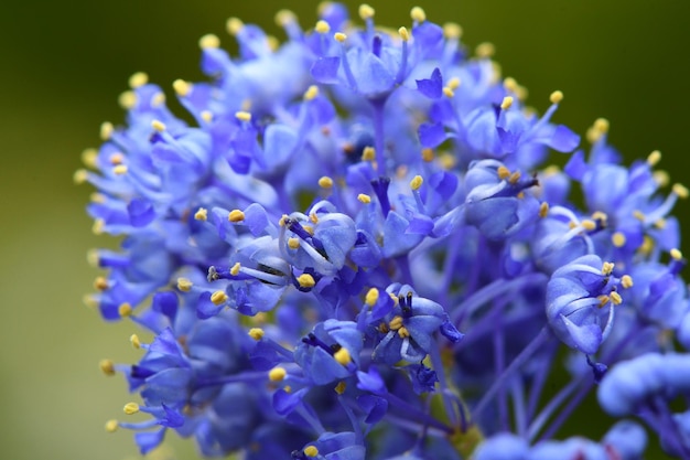 Foto close-up van paarse bloeiende planten