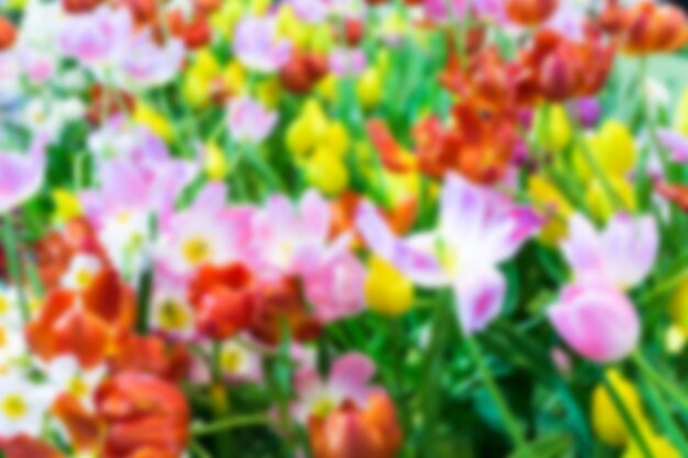 Foto close-up van paarse bloeiende planten