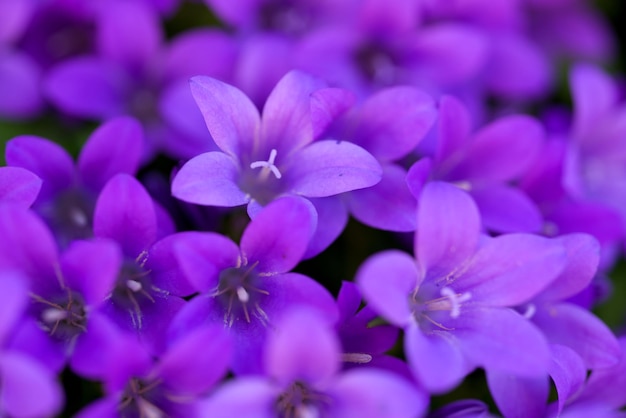 Close-up van paarse bloeiende planten