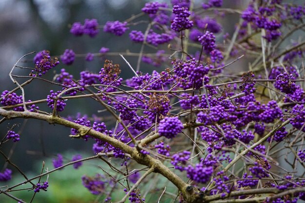 Foto close-up van paarse bloeiende planten