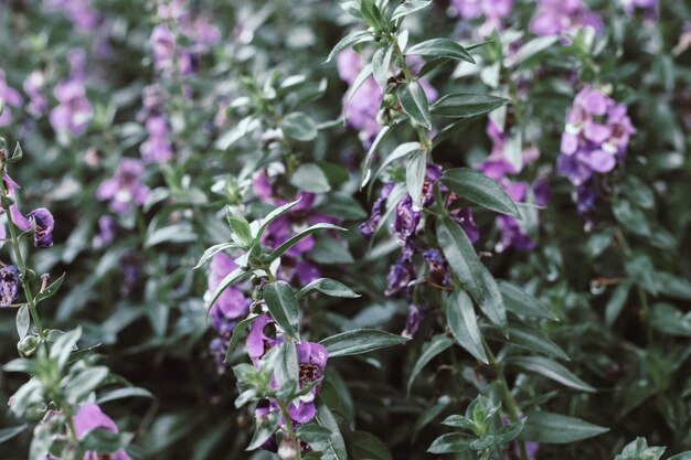 Foto close-up van paarse bloeiende planten