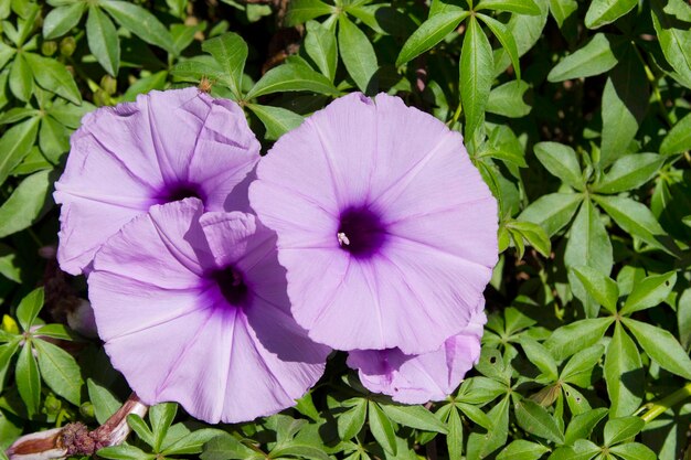 Foto close-up van paarse bloeiende planten