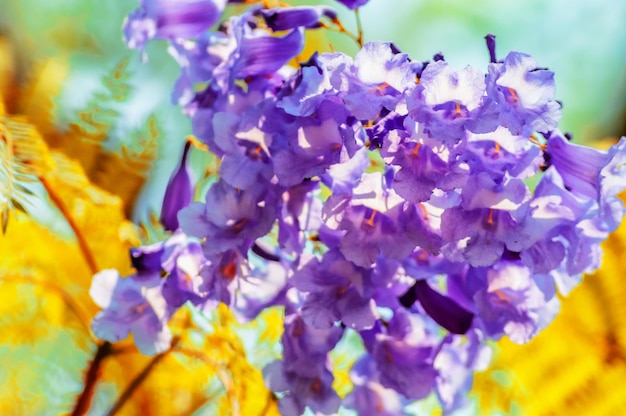 Foto close-up van paarse bloeiende planten