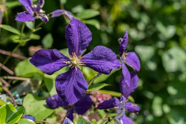 Foto close-up van paarse bloeiende planten