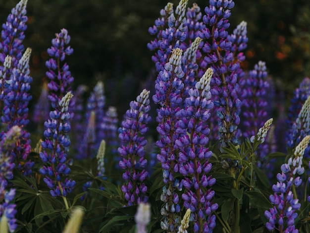 Close-up van paarse bloeiende planten
