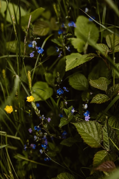 Foto close-up van paarse bloeiende planten