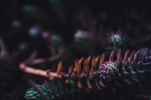 Foto close-up van paarse bloeiende planten